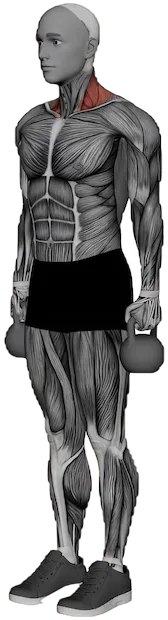 Shrug exercise demonstration