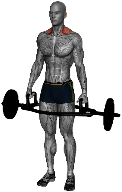 Shrug exercise demonstration