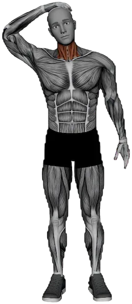 Side Neck Stretch exercise demonstration
