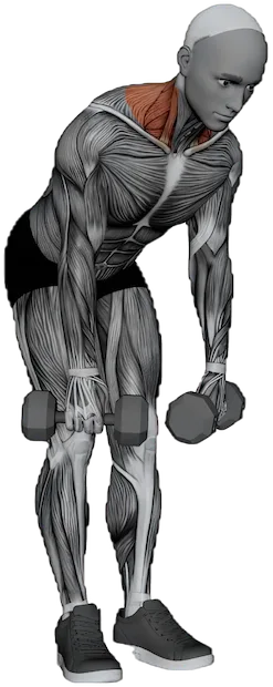 Silverback Shrug exercise demonstration