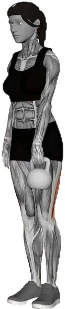 Single Leg Deadlift exercise demonstration