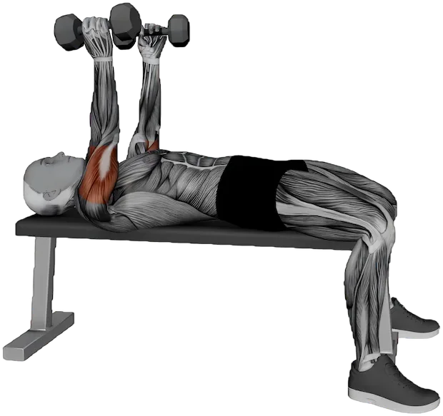 Skull Crusher exercise demonstration