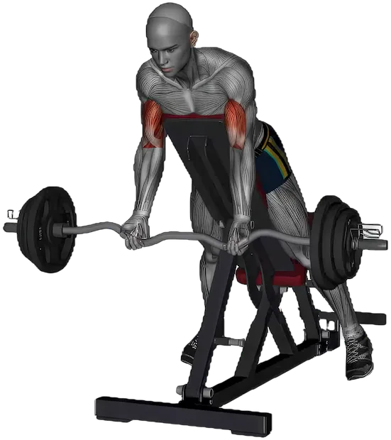 Spider Curl exercise demonstration