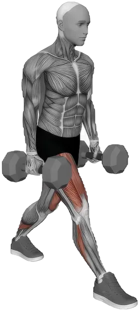 Split Squat exercise demonstration