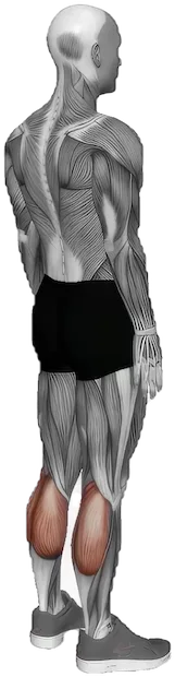 Standing Calf Raise exercise demonstration