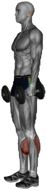 Standing Calf Raise exercise demonstration