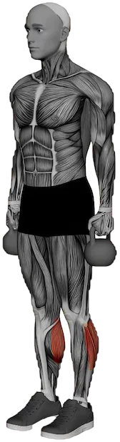 Standing Calf Raise exercise demonstration