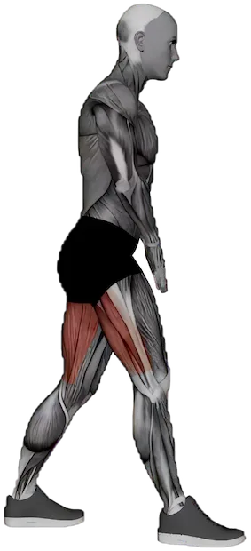 Standing Hamstring Stretch exercise demonstration