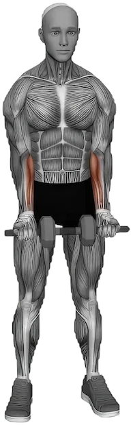 Standing Wrist Curl exercise demonstration