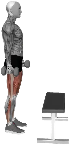 Step Up exercise demonstration