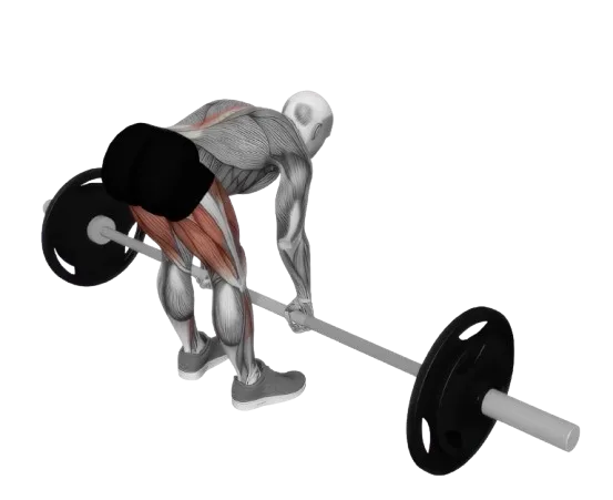 Stiff Leg Deadlift exercise demonstration