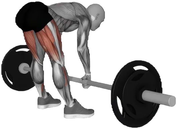 Sumo Romanian Deadlift exercise demonstration