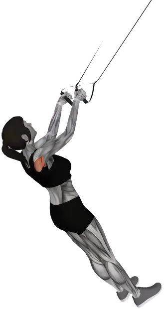 Suspension Row exercise demonstration