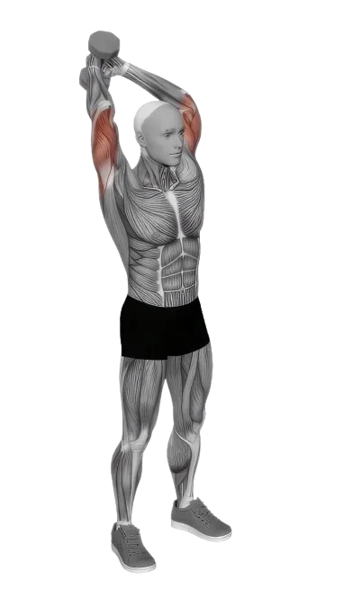 Tricep Extension Overhead exercise demonstration