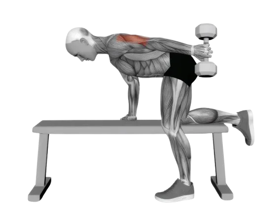 Tricep Kickback exercise demonstration