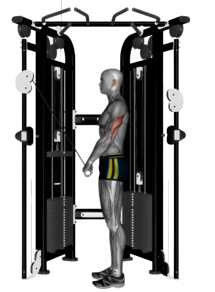 Tricep Pushdown exercise demonstration