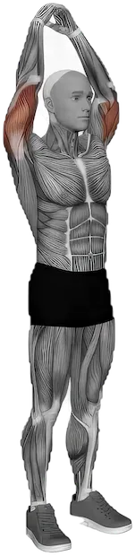 Triceps Extension exercise demonstration