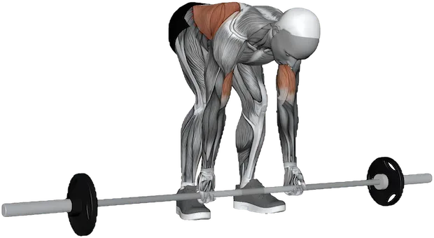 Underhand Pendlay Row exercise demonstration