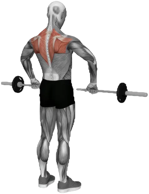 Upright Row exercise demonstration