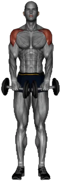 Upright Row exercise demonstration