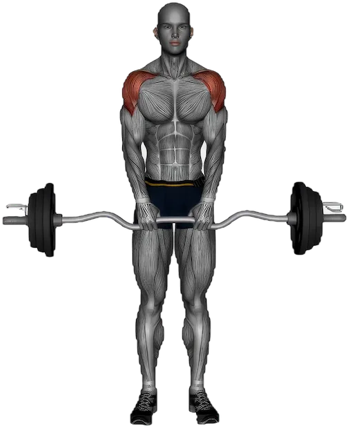 Upright Row exercise demonstration