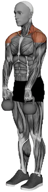 Upright Row exercise demonstration