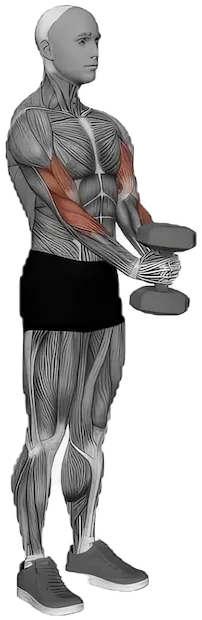 Waiter Curl exercise demonstration