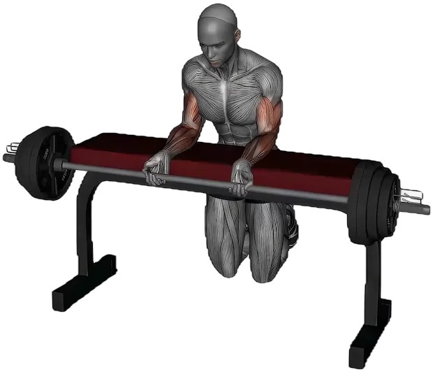 Wrist Curl exercise demonstration