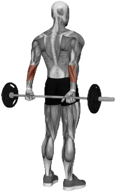 Behind the Back Wrist Curl exercise demonstration