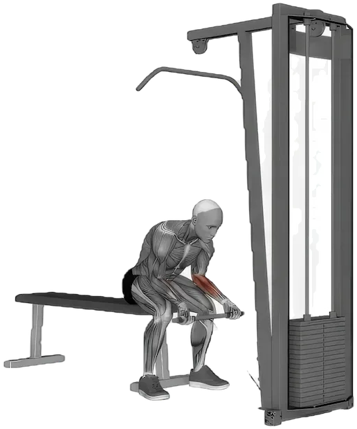 Wrist Curl exercise demonstration