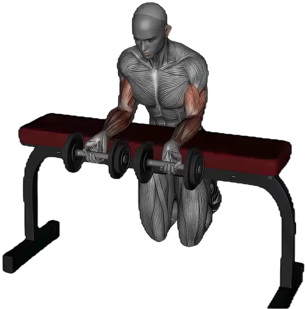 Wrist Curl exercise demonstration