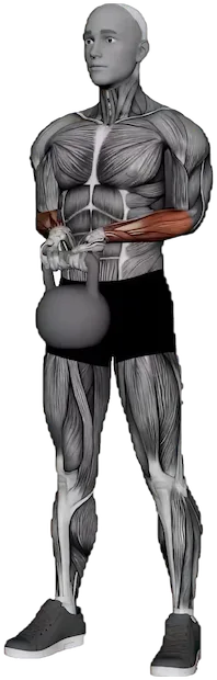 Wrist Curl exercise demonstration