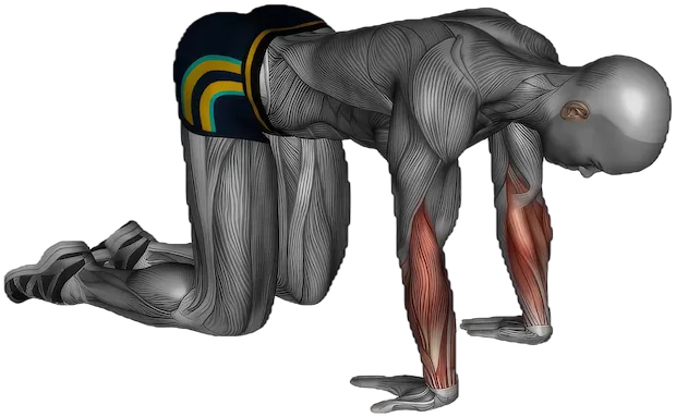 Wrist Flexor Stretch exercise demonstration