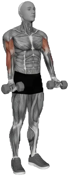 Zottman Curl exercise demonstration